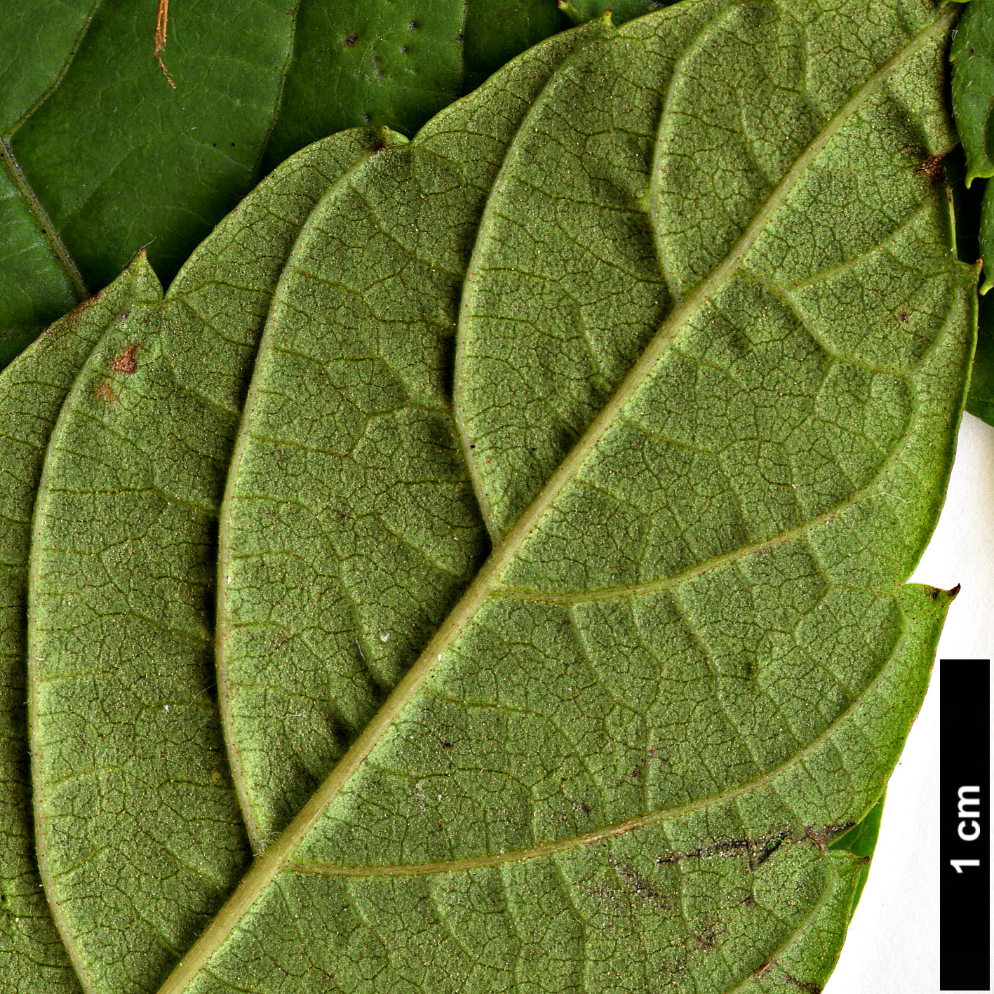 High resolution image: Family: Juglandaceae - Genus: Rhoiptelea - Taxon: chiliantha